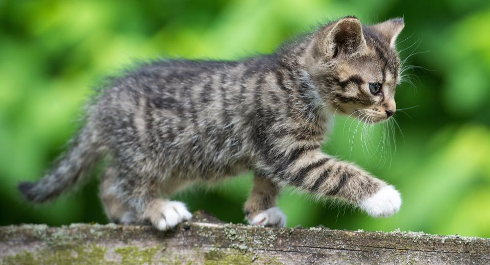 A 6-week-old kitten walks over a wooden fence on June 21, 2015, in Sieversdorf in eastern Germany.