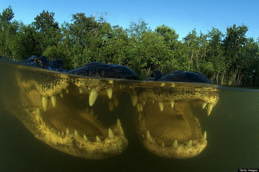 American Alligator pictured at Everglades National Park, Florida. These spectacularly close up alligator pictures were taken by a wildlife photographer brave enough to jump in a lake swarming with the wild reptiles. Jim Abernethy, 52, from Florida even literally played snap with one of the beasts- which he nicknamed, Fluffy- by mimicking the way alligators square up to each other in the wild. While totally submerged in a lake in the wild marshland of the Florida everglades Jim raised his arm above the water like an alligator would raise its jaws to provoke Fluffy into opening his mouth for the 'killer shot.' Luckily for Jim the 200 pound snapper did not choose to clamp her razor sharp teeth on his arm. Jim was also able to get heart stopping pictures of the amphibious hunters looming from the deep. Alligators are at their most unpredictable and dangerous while underwater.