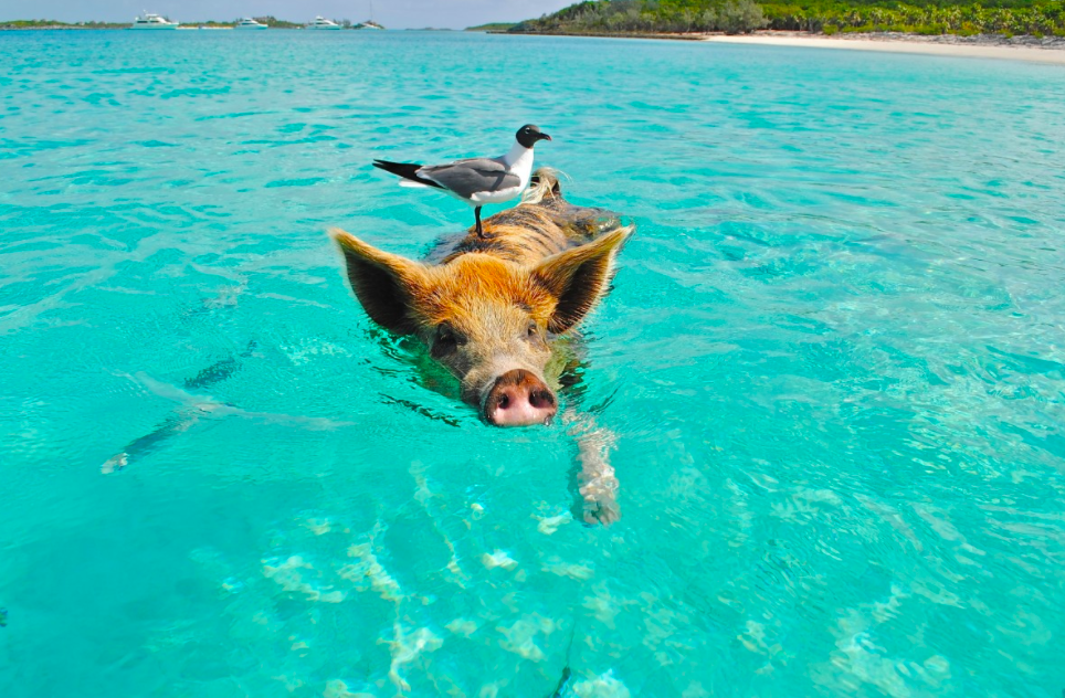 Swimming with pigs