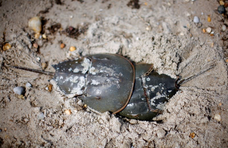 FILE PHOTO: Atlantic Horseshoe crabs burrow in sand to lay eggs on Pickering beach in Delaware Bay