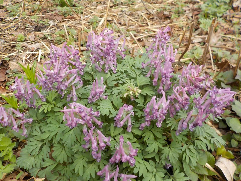 This dainty flower with beautiful, finely cut foliage is a spring ephemeral called Corydalis solida, or fumewort.