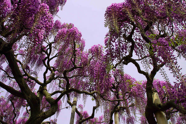 Flores desde lo alto