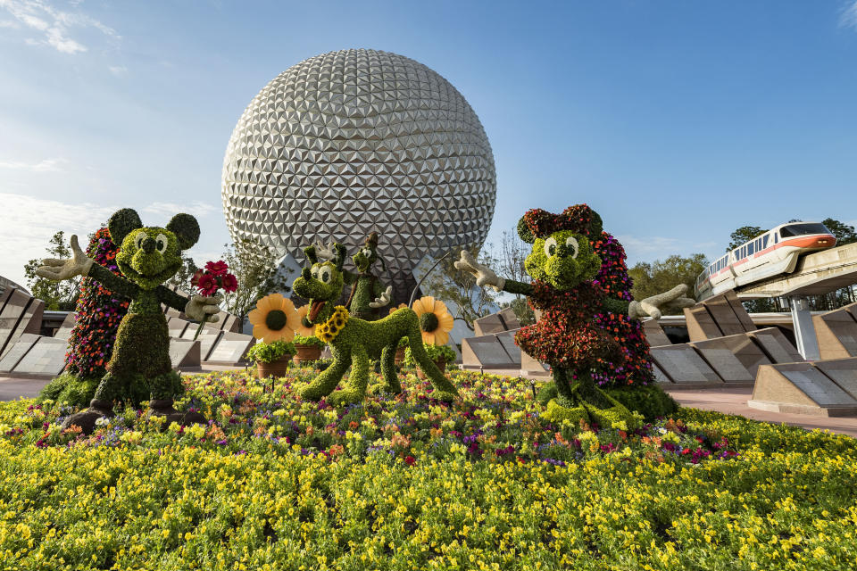 A magical floral topiary starring Disney characters Mickey Mouse, Minnie Mouse, Pluto and Goofy welcomes sunrise at the Epcot International Flower & Garden Festival. The festival features dozens of character topiaries, floral displays, creative gardens and exhibits, Outdoor Kitchens with herb and produce gardens. (Matt Stroshane/Disney)