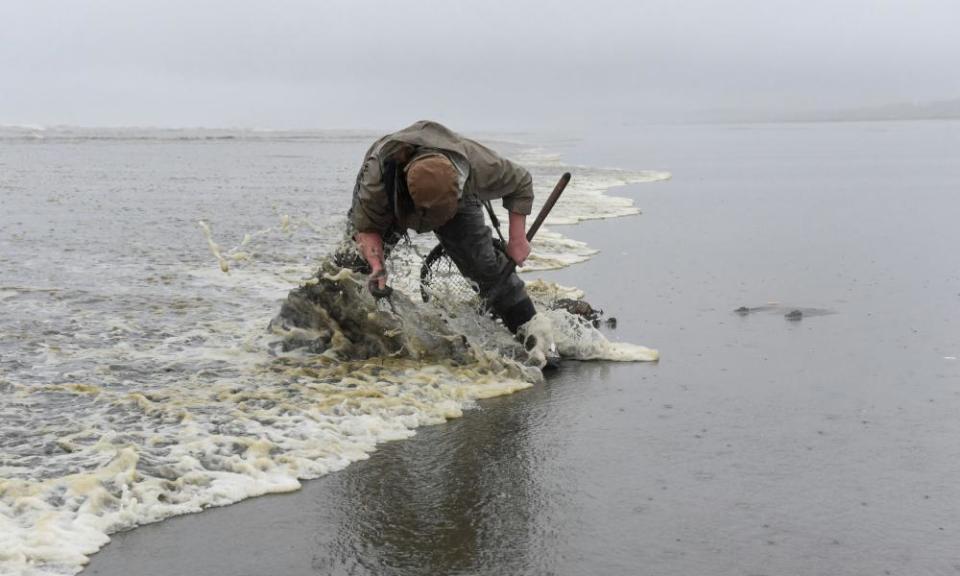 Becca Ralston digs for clams on Pacific Beach in Washington.