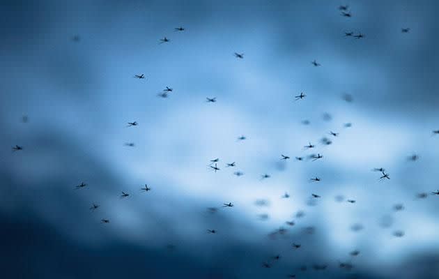 Zika virus is transmitted predominantly by mosquito bites. Photo: Getty Images