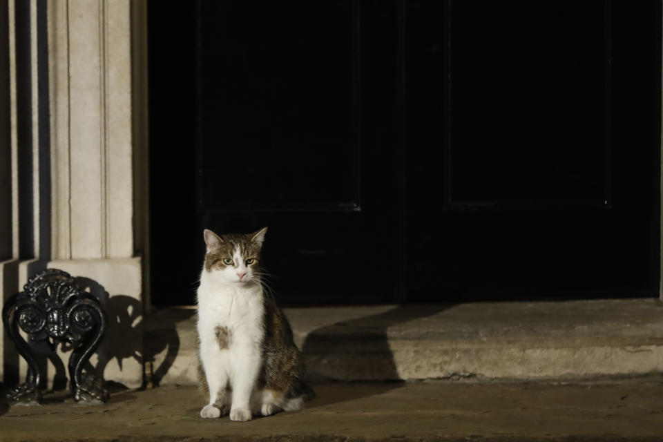 Larry the cat sits outside 10 Downing Street in London on July 24, 2019. - Boris Johnson took charge as Britain's prime minister on Wednesday, on a mission to deliver Brexit by October 31 with or without a deal. (Photo by Tolga AKMEN / AFP)        (Photo credit should read TOLGA AKMEN/AFP/Getty Images)