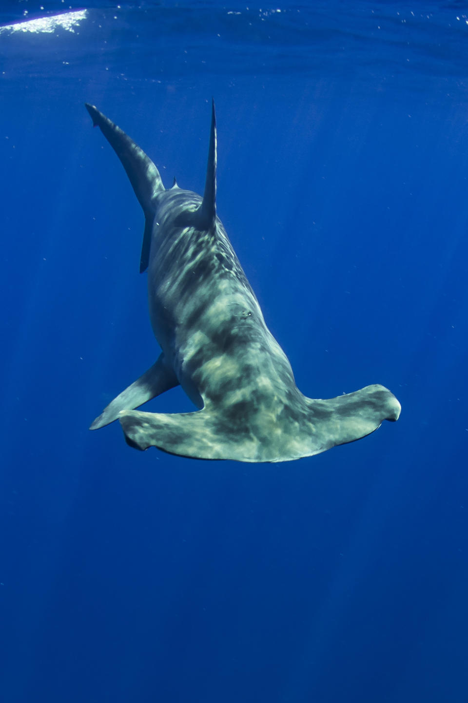 A hammerhead shark swims gracefully in the deep blue ocean, its unique head shape clearly visible