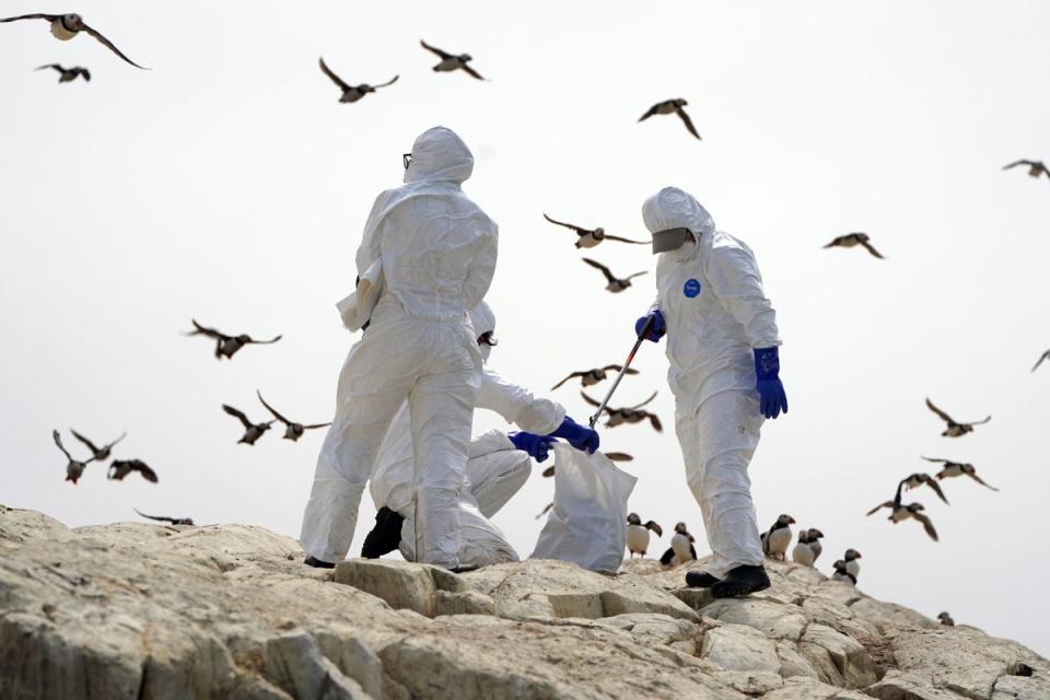 Does the spread of bird flu to mammals mean a greater risk to humans? (Owen Humphreys/PA Archive)