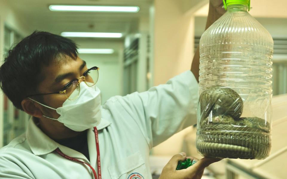 Mongkhon Phanloed observes a cobra snake in a jar - Sarah Newey