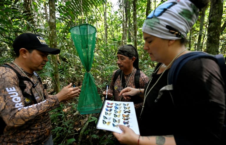 Los guardaparques Nilo Riofrio (izq.) y Guido Alulima y la bióloga Elisa Levy inspeccionan una mariposa en la selva amazónica protegida de Cuyabeno, Ecuador, el 28 de marzo de 2024. (Daniel MUNOZ)