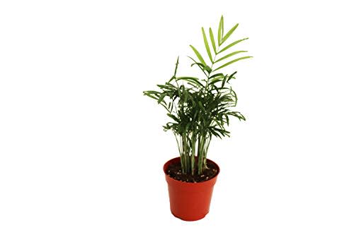 Victorian Parlor Palm (Neanthe Bella Palm) - 4'' from California Tropicals