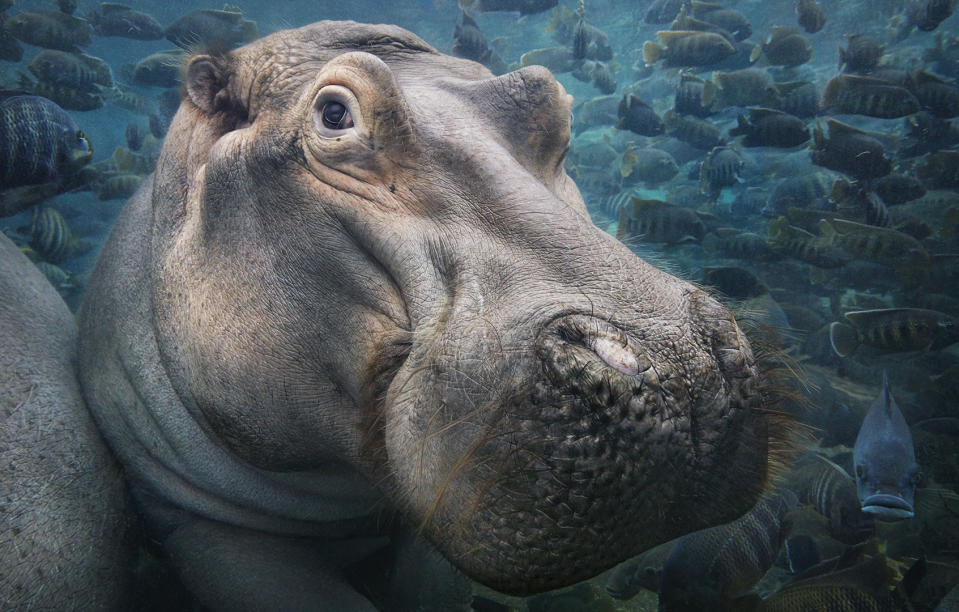 Hippopotamus Underwater