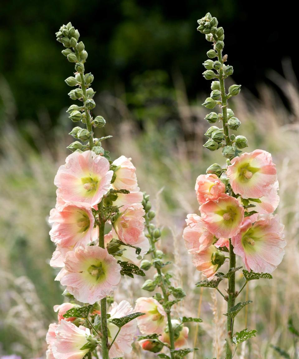 peach-colored hollyhocks