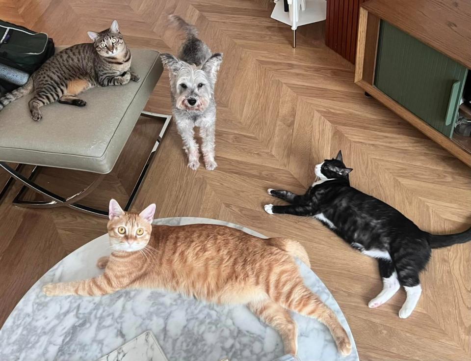 郭昱晴家裡養了3貓1狗，總共4隻毛小孩。翻攝郭昱晴臉書