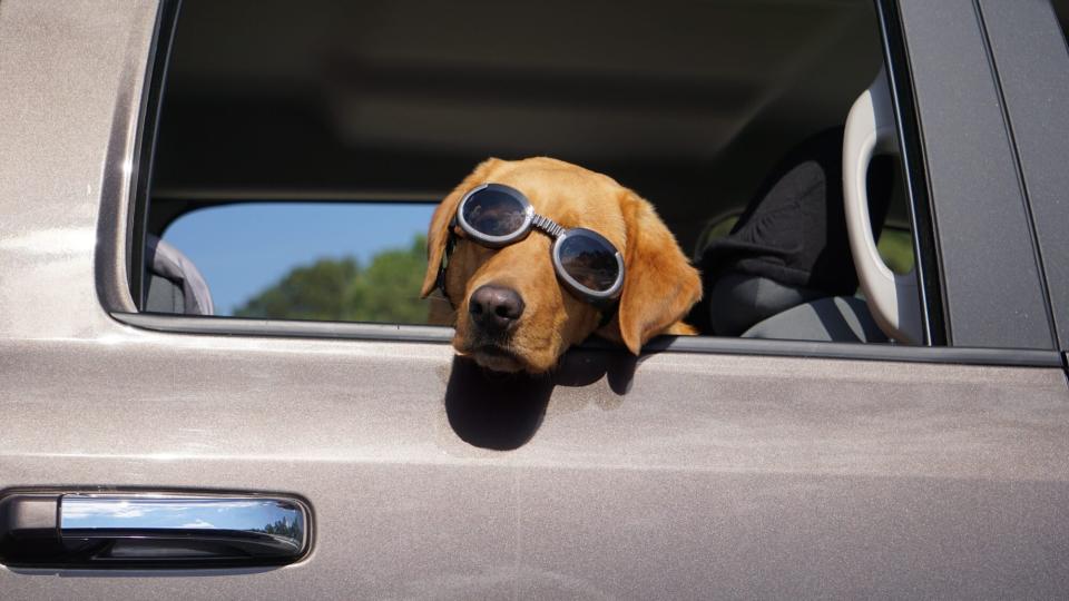 dog-wearing-goggles-sticks-head-out-of-car-window