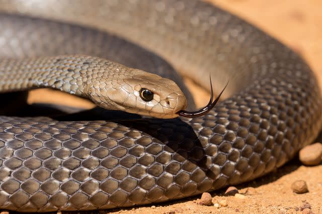 <p>Getty</p> Eastern Brown Snake