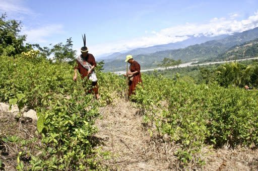 La aplicación de programas de desarrollo alternativo y sustitución de cultivos ilegales de coca en Perú, como parte de la lucha antidrogas, se lleva a cabo de manera inadecuada e insuficiente, dijo este jueves en Lima un funcionario de la oficina antidrogas de la ONU. (AFP | hugo ned)