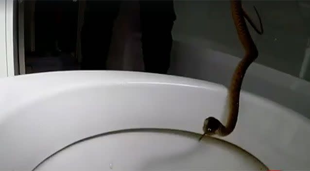 It is believed a young boy was the first to spot the snake in the toilet. Source: Gold Coast and Brisbane Snake Catcher