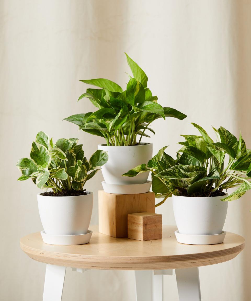 Pothos Collection