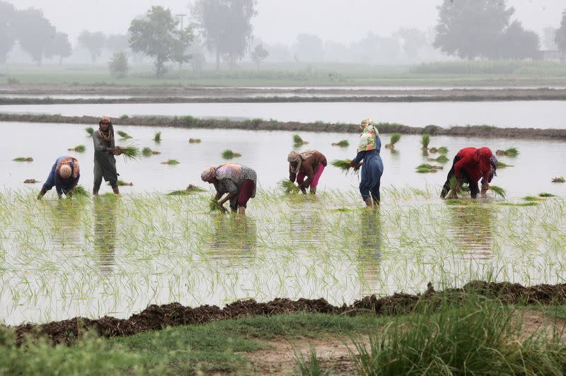 Farmers plant saplings in a rice field on the outskirts of Lahore