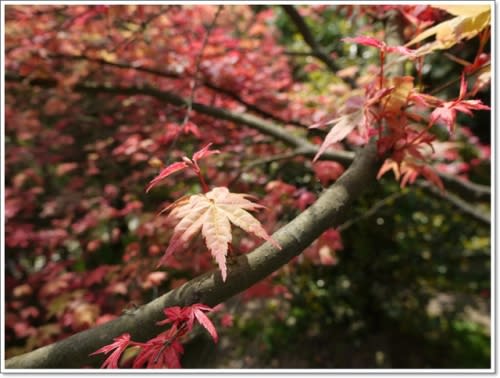 春天˙楓葉紅了~【台北奧萬大】賞楓好地方