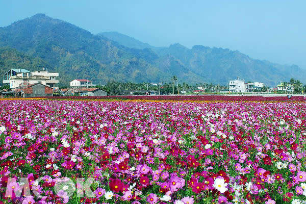 高雄花海綻放。（圖片提供／美濃區公所）