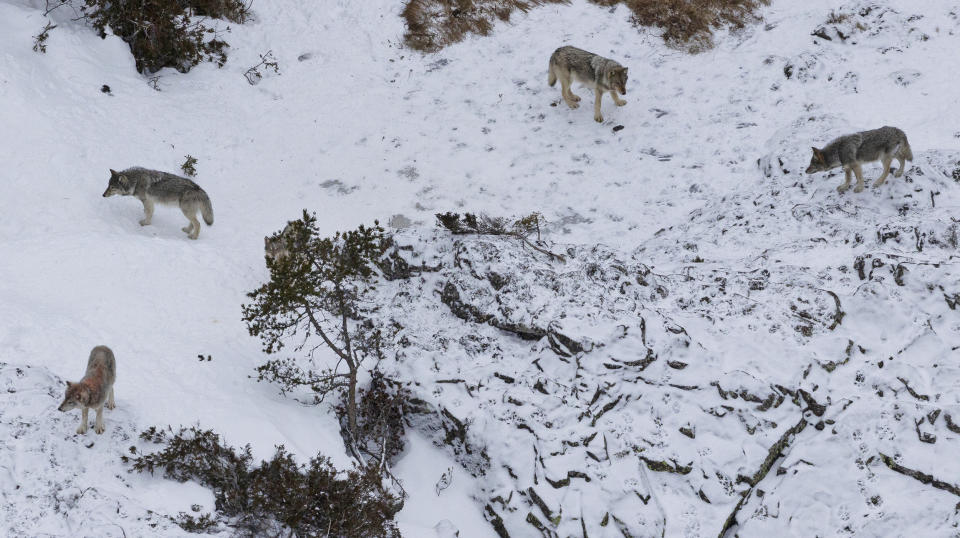 FILE - This photo taken Jan. 24, 2023, shows a pack of wolves after they killed a moose at Michigan's Isle Royale National Park. Gray wolves are thriving at Isle Royale National Park five years after authorities began a last-ditch attempt to prevent the species from dying out on the Lake Superior island chain, scientists said on June 14, 2023. An annual report this year shows that the resurging wolf population is thriving and the moose total is shrinking, giving the trees a chance to recover. (Rolf Peterson/Michigan Technological University via AP, File)