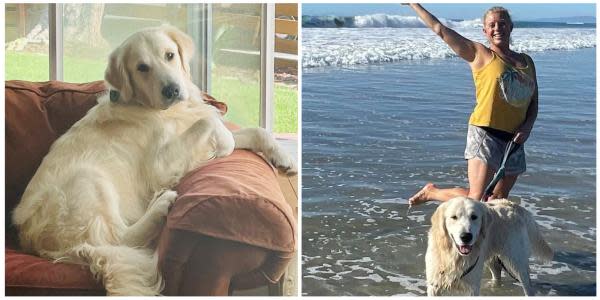 Perrito golden retriever regresa a casa en San Diego tras ser secuestrado 