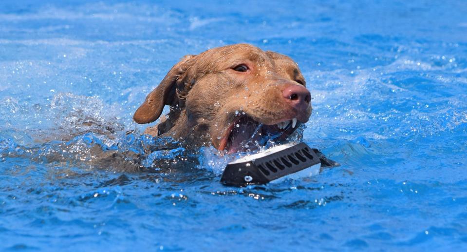 DockDogs competition is coming to Montgomery again this weekend for Buckmasters Expo.