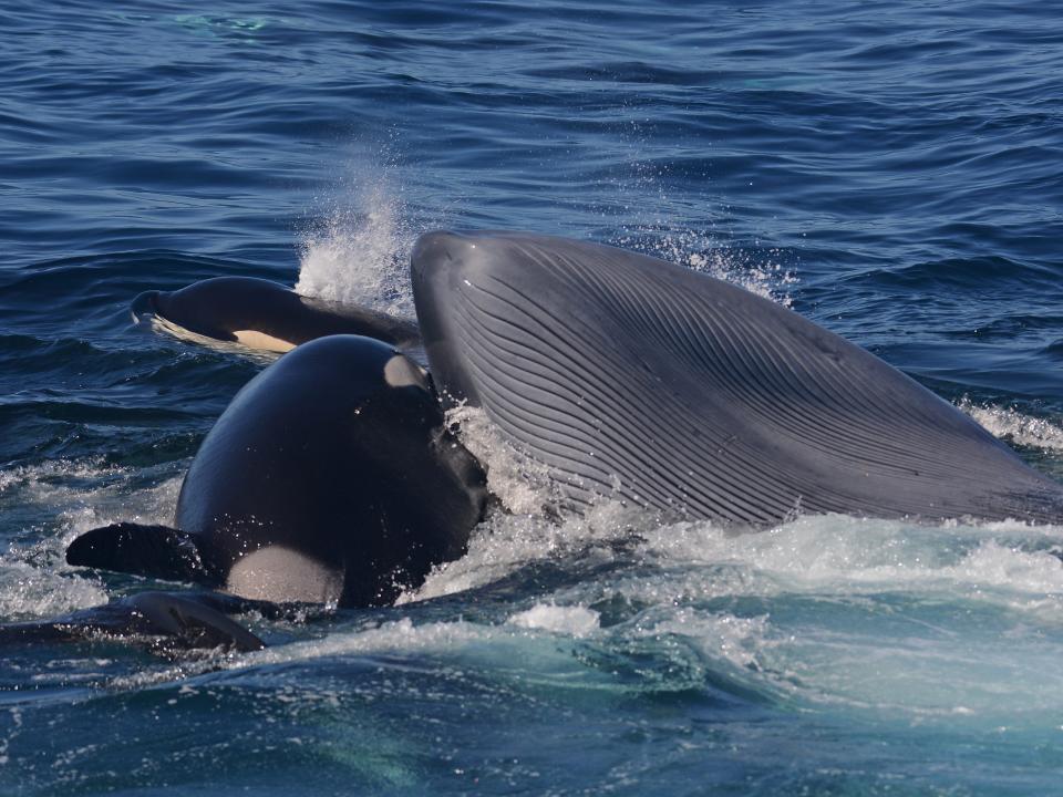 An orca lunges into the mouth of a blue whale to eat its tongue.