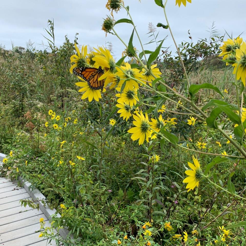 The nature trails at Cape May Point are a beautiful place to get your steps in any time of year.