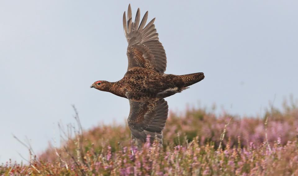 A red grouse on Jervaulx moor, North Yorkshire (Owen Humphreys/PA) (PA Archive)