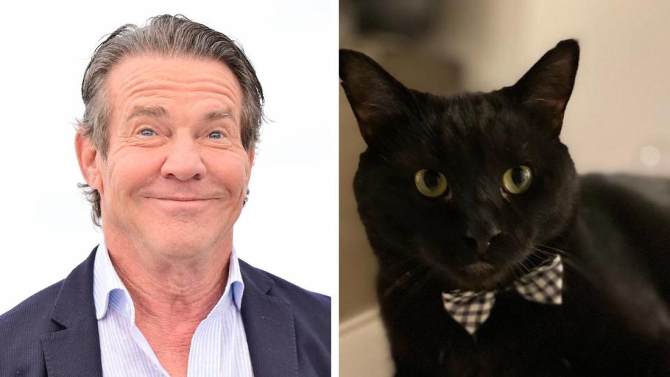 Left: Dennis Quaid the human in 2024; Right: Dennis Quaid the cat in 2020