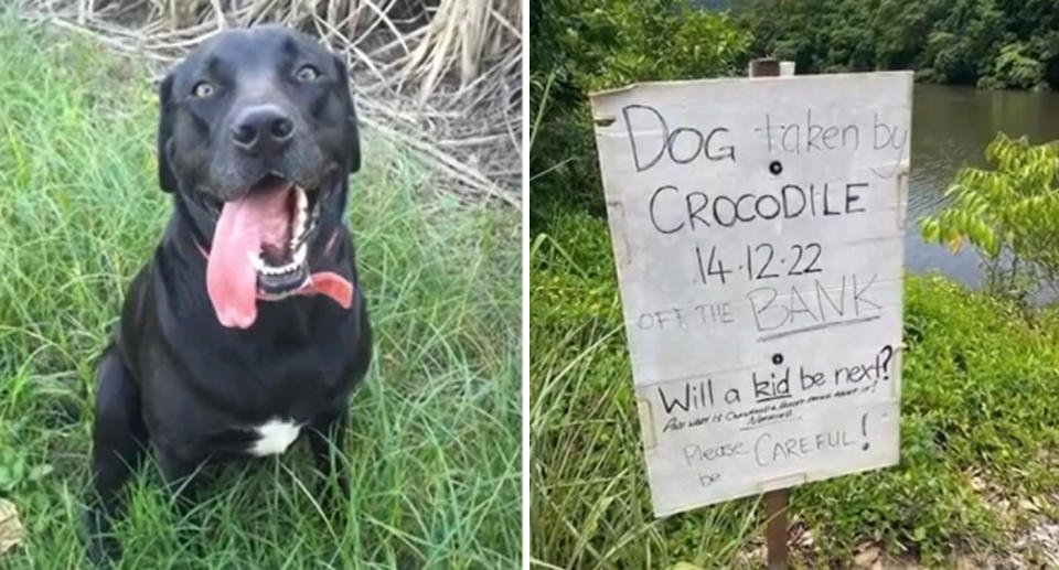 Family labrador, Indie, was tragically killed by a crocodile in Cairns, while being walked alongside the Barron River in Kamerunga. Source: 7 News