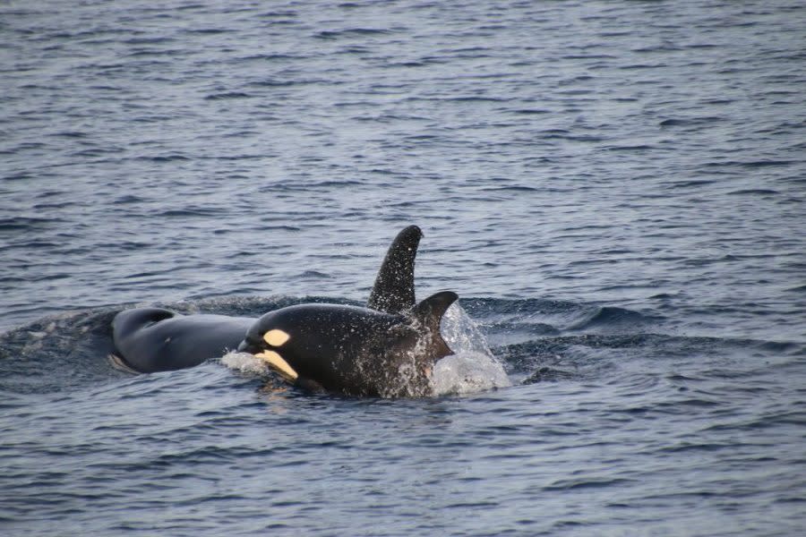 orcas