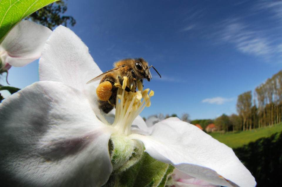 蜜蜂（honey bees）採食花粉和花蜜，為農作物授粉，有助於生產糧食。