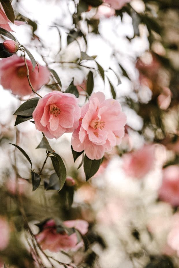 Camellia, the Alabama state flower<p><a href="https://unsplash.com/photos/fQXuvHNNtW8" rel="nofollow noopener" target="_blank" data-ylk="slk:Annie Spratt via UnSplash;elm:context_link;itc:0;sec:content-canvas" class="link ">Annie Spratt via UnSplash</a></p>