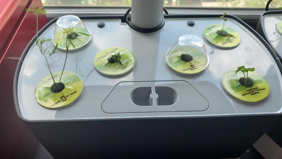 plants growing in AeroGarden Harvest