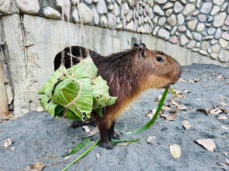 端午加菜！高雄壽山動物園　動物大啖「特製粽」、玩香包