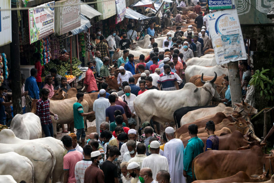 Photo shows people at cattle at a market in Bangladesh.