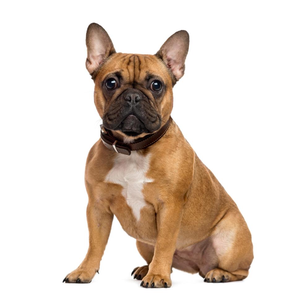 A French Bulldog poses for the camera.