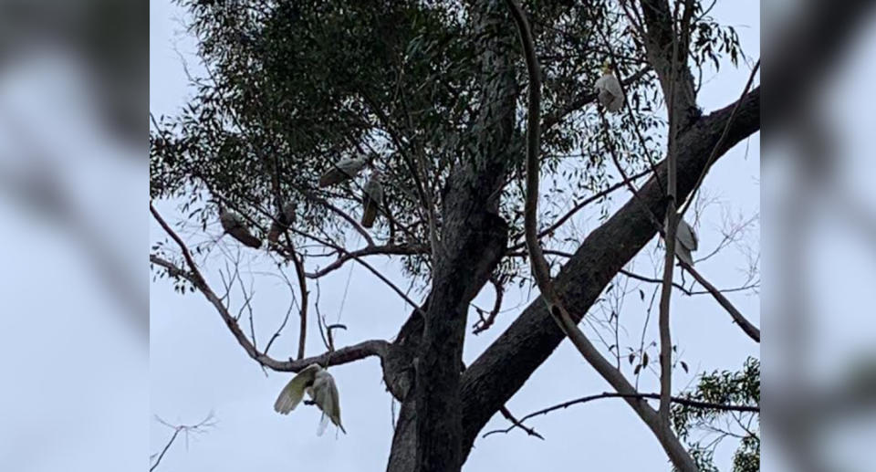 The cockatoo can be seen hanging upside down hanging from a tree while other members of its flock are perched on branches beside it. 