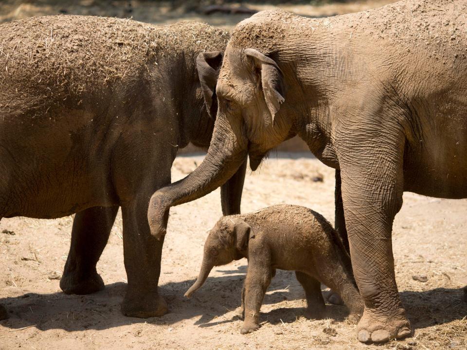 asian elephant