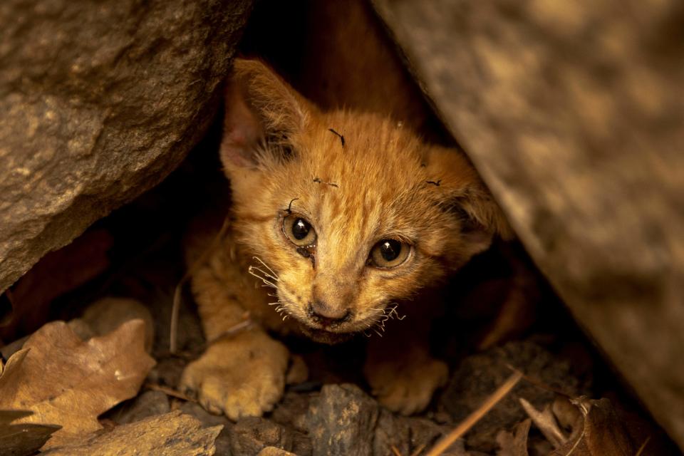 A kitten who survived the McKinney Fire hides among rocks in the Klamath National Forest (AFP via Getty Images)