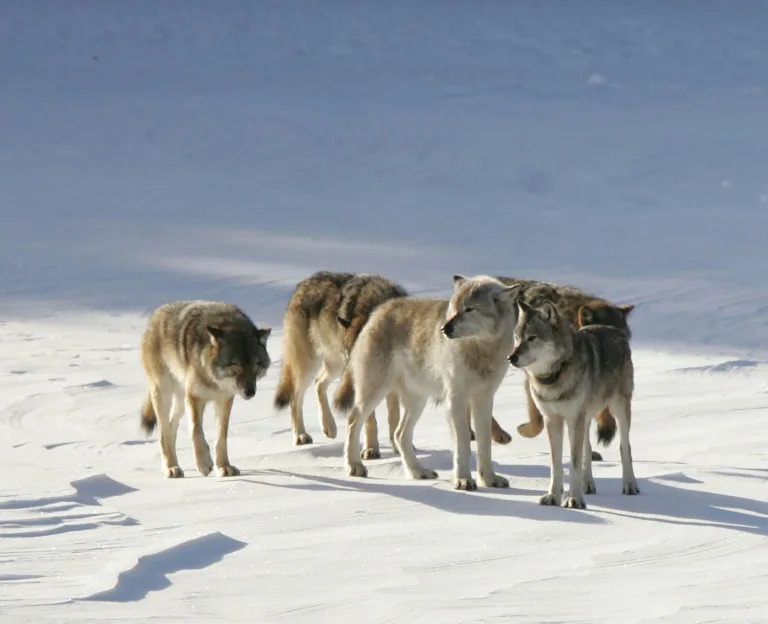 The wolf M93, nicknamed 'Old Gray Guy' by researchers, stands out amid other pack members with his distinctive lighter color (John Vucetich)