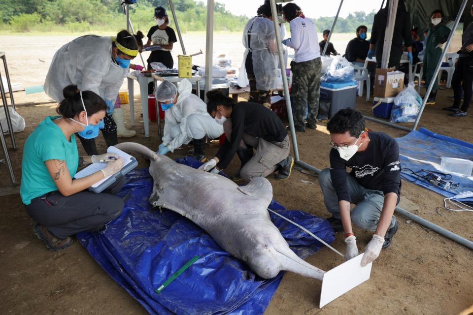 2023年10月1至3日，研究人員在亞馬遜流域的特菲湖檢查河豚屍體。路透社