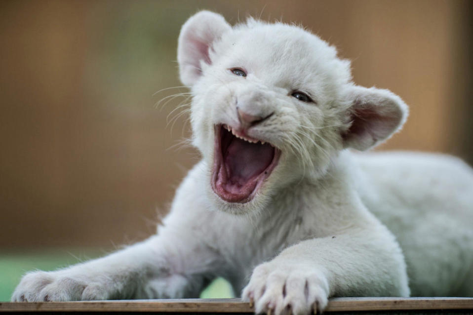Yawn little cub