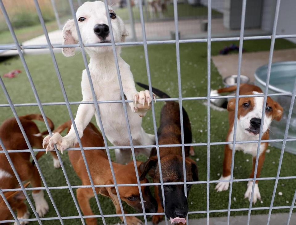 A litter of stray puppies play in an outdoor area at Fort Worth’s North animal shelter. Shelter superintendent Barry Alexander said he has seen an increase in the amount of puppies available for adoption in recent years.