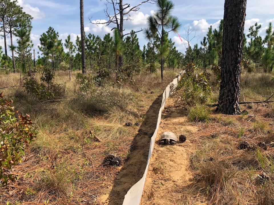 A gopher tortoise hangs out in a soft-release pen, enclosures in new environments that help the tortoises acclimate after relocation.