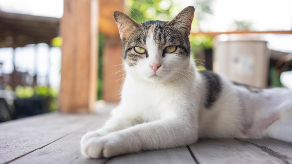 Tabby cat lying outside wearing a grumpy expression